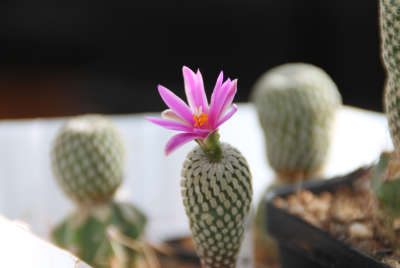 Aussaat 2010, dann Pfropfung auf Trichocereus pachanoi